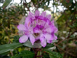 Rhododendron with background foliage