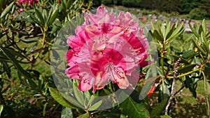 Rhododendron