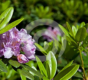 Rhododendron & Bee