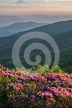 Rhododendron bloom, Appalachian Mountains, tennessee