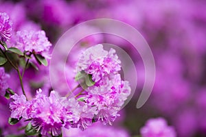 Rhododendron bloom in spring. Beautiful picture.