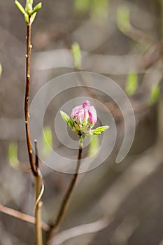 Rhododendron bloom in spring. Beautiful picture.