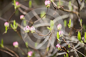 Rhododendron bloom in spring. Beautiful picture.