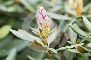 Rhododendron bloom in spring. Beautiful picture.