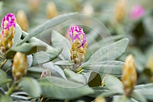 Rhododendron bloom in spring. Beautiful picture.