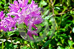 rhododendron in bloom in talybont-on-Usk valley