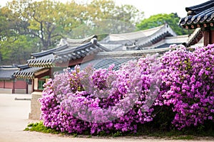 Rhododendron blooming in Changdeokgung Palace in Seoul, Korea
