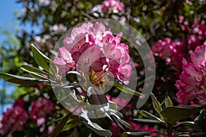 Rhododendron blooming in the Rhododendron valley