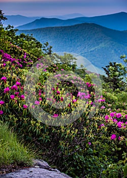 Rhododendron Blooms in Blue Ridge Mountains