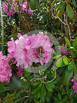 Rhododendron blossom