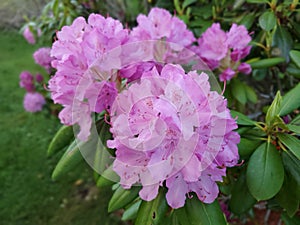 Rhododendron blossom