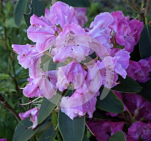 Rhododendron blossoms, mauve, pink, against shadowy, dark green foliage..