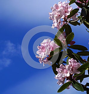 Rhododendron blossoms, pink, against deep blue sky.