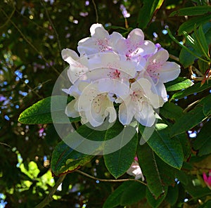 Rhododendron blossoms, pink, against shadowy, dark green foliage..