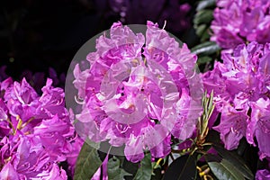 Rhododendron in bright morning sun.