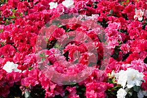 Rhododendron ,brightly colored flowers