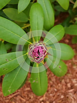 Rhododendron bud