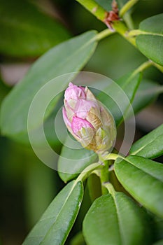 Rhododendron Bud. Close up pink rhododendron bud with large green leaves