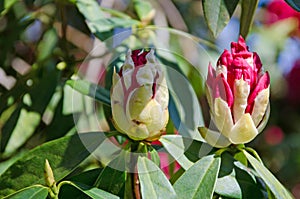 Rhododendron buds