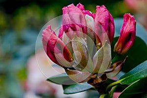 Rhododendron Buds