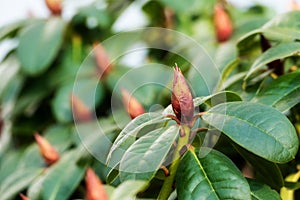 Rhododendron buds