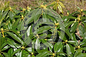 Rhododendron buds in garden, close-up of the leaves and buds of a rhododendron gomer waterer plant in march