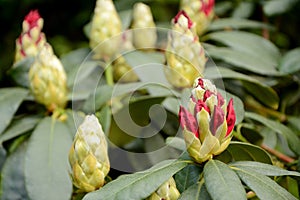 Rhododendron buds