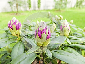 Rhododendron buds