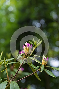 Rhododendron buds in spring