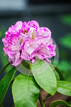 Rhododendron Bush Blooming in Spring