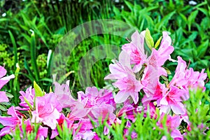 Rhododendron bush blooms with pink flowers in the garden. Azalea blooming with bright lilac and purple flowers on a green bush