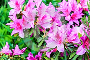 Rhododendron bush blooms with pink flowers in the garden. Azalea blooming with bright lilac and purple flowers on a green bush