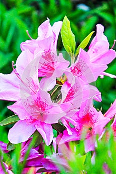 Rhododendron bush blooms with pink flowers in the garden. Azalea blooming with bright lilac and purple flowers on a green bush in