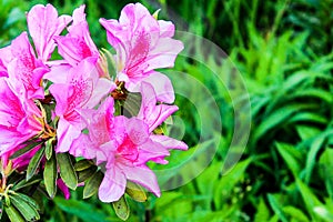 Rhododendron bush blooms with pink flowers in the garden. Azalea blooming with bright lilac and purple flowers on a green bush in