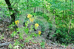 Rhododendron bush blooms in yellow flowers in the forest. Azalea blooming in bright colors. Ornamental gourmet plant for garden