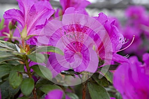 rhododendron bush, lilac, botanical garden