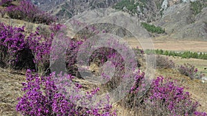 Rhododendron bushes at the beginning of flowering on Altai