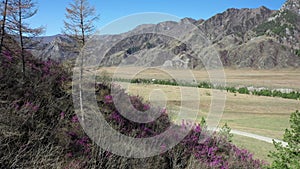 Rhododendron bushes at the beginning of flowering on Altai