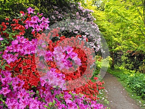 Rhododendron Bushes at Cefn On Park