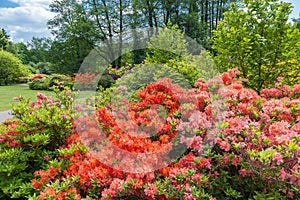 Rhododendron bushes on spring garden landscape