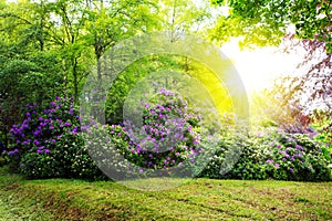 Rhododendron Bushes and sun.