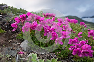 Rhododendron camtschaticum Pall