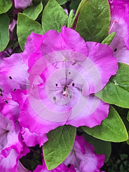 Rhododendron catawbiense, Catawba rosebay, Catawba rhododendron, mountain rosebay, purple ivy, purple laurel, purpl