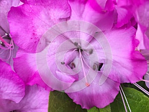 Rhododendron catawbiense, Catawba rosebay, Catawba rhododendron, mountain rosebay, purple ivy, purple laurel, purpl