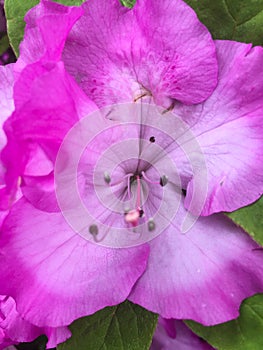 Rhododendron catawbiense, Catawba rosebay, Catawba rhododendron, mountain rosebay, purple ivy, purple laurel, purpl