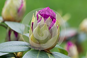 Rhododendron catawbiense,  Catawba rosebay flower closeup selective focus