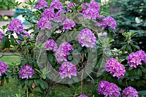 Rhododendron catawbiense, Catawba rosebay flowers selective focus