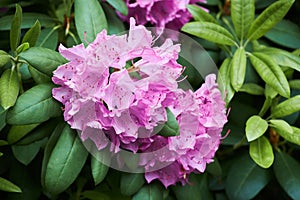 Rhododendron Catawbiense Grandiflorum purple flowers and buds close up.