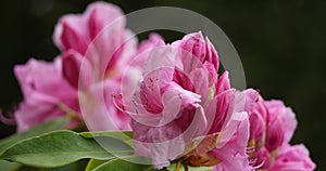 Rhododendron catawbiense known as Catawba rosebay, Catawba rhododendron, mountain rosebay, purple ivy,purple laurel,purple rhodode