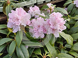 Rhododendron \'Christmas Cheer\'